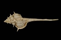 藏品(臺灣骨螺)的圖片